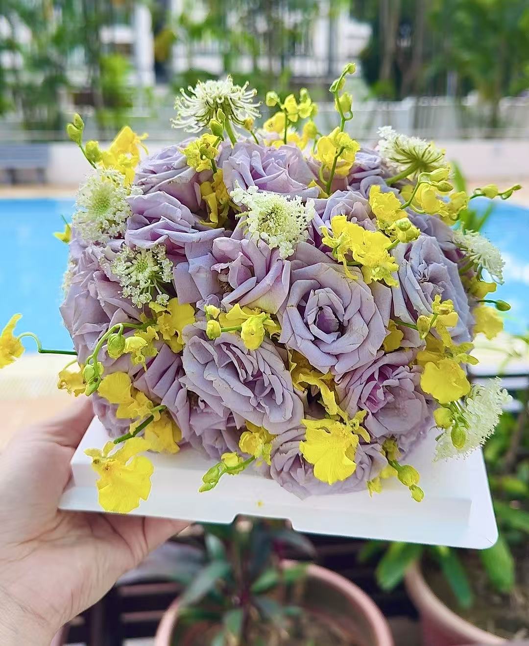 Violette Lumière