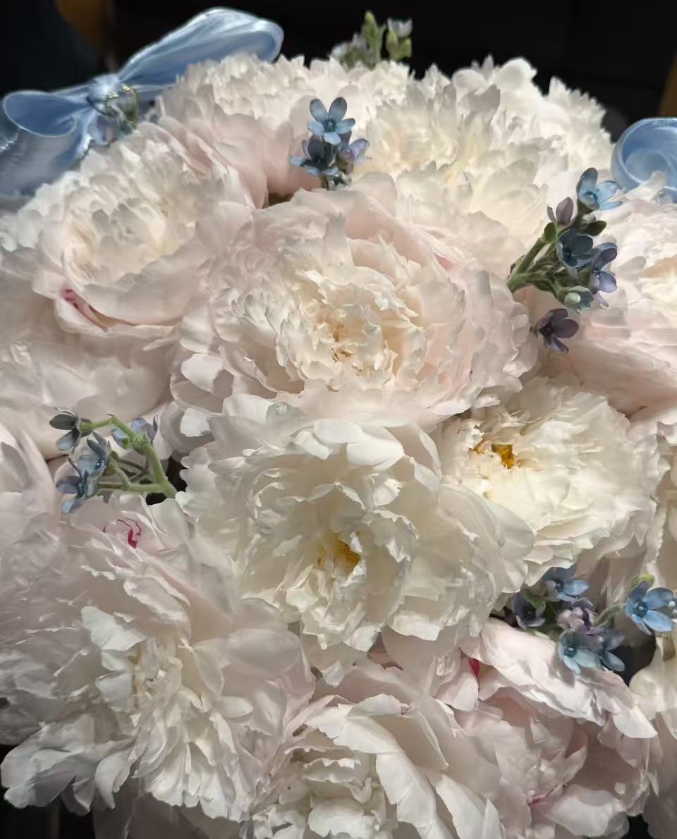 Blue Ribbon Peony Cloud