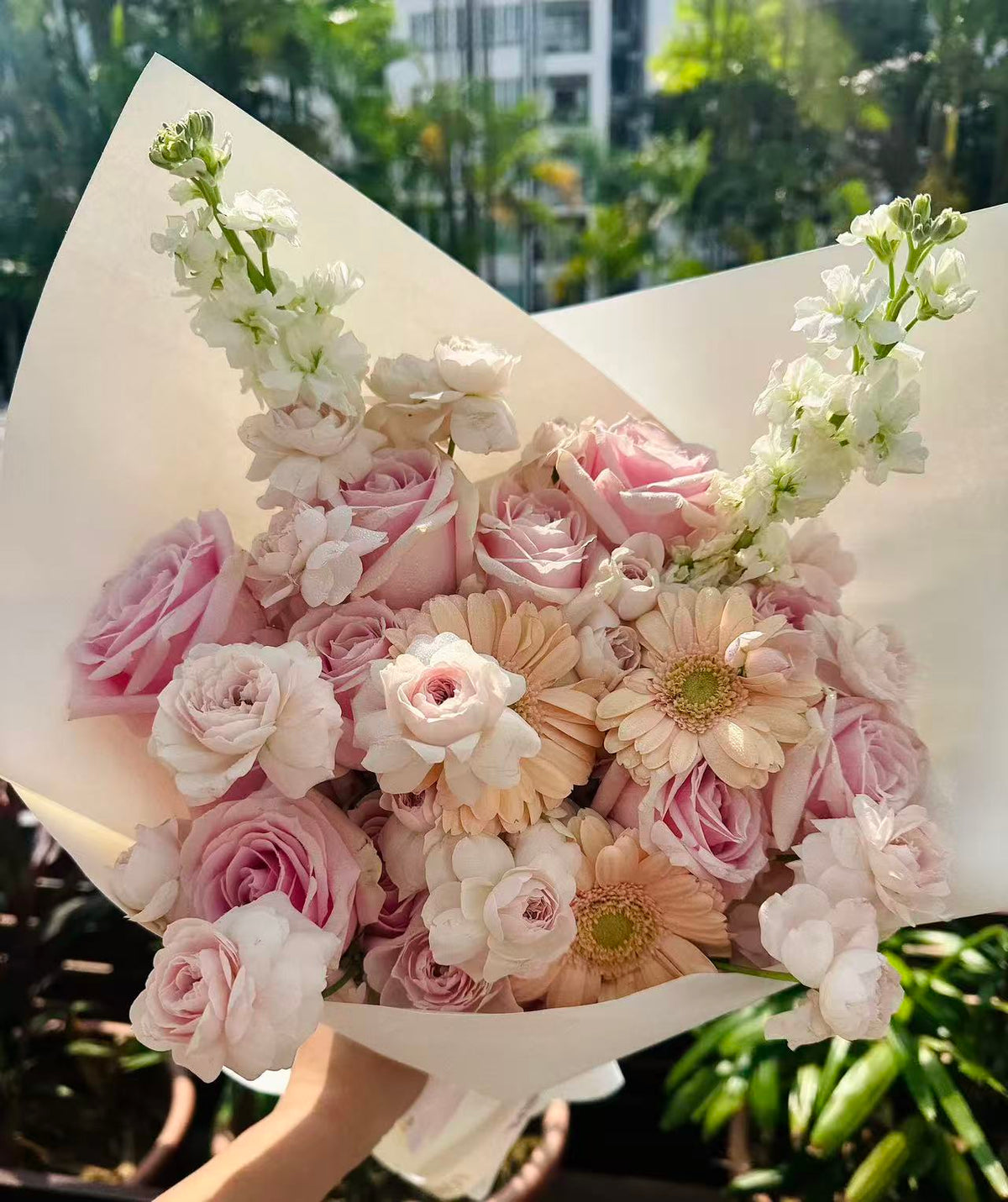 Blush Morning