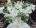 Blanc Pur
